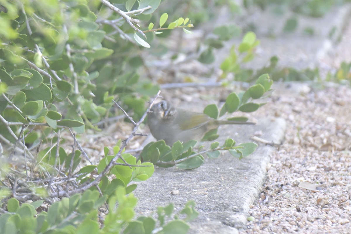 Olive Sparrow - ML645303879