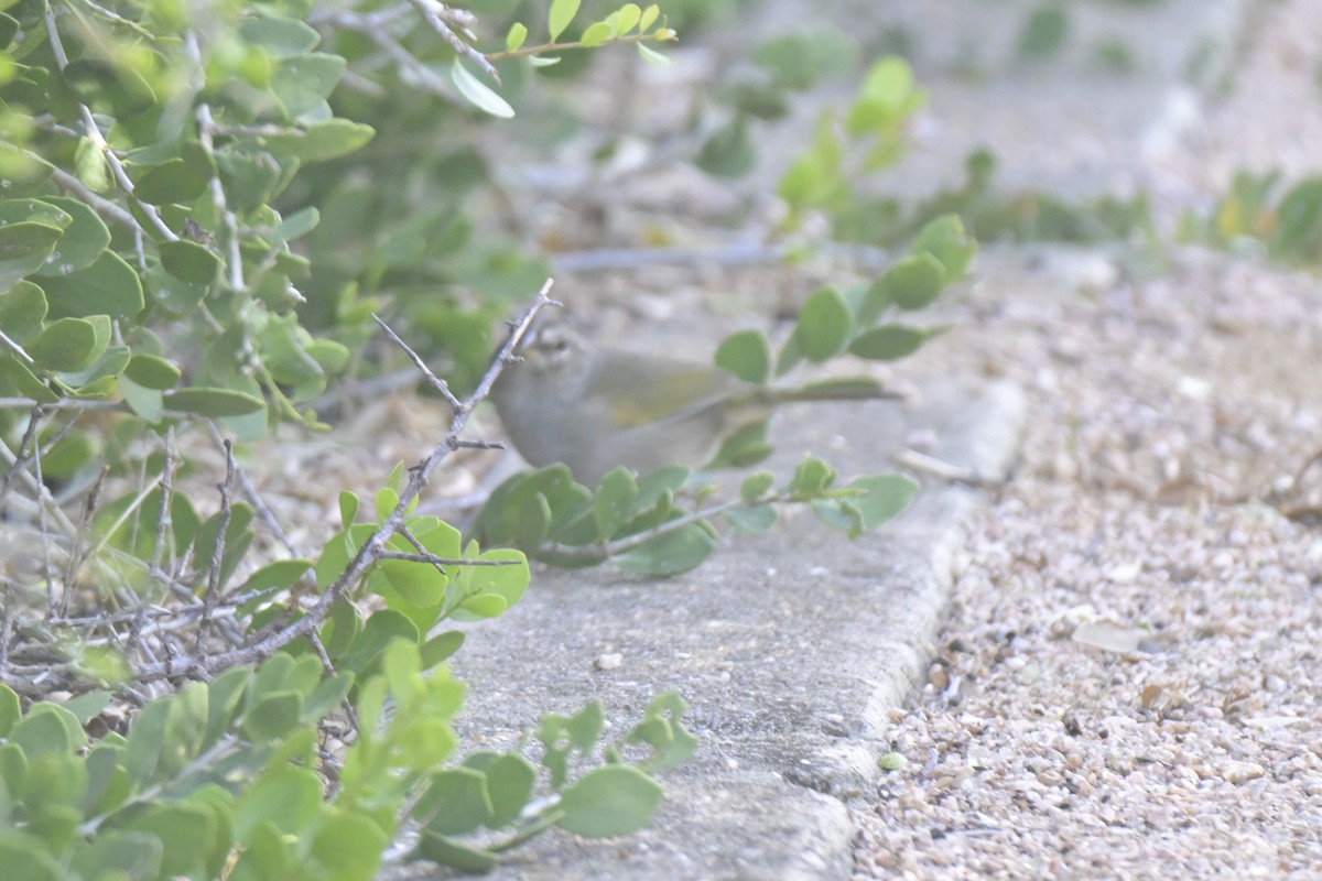 Olive Sparrow - ML645303880