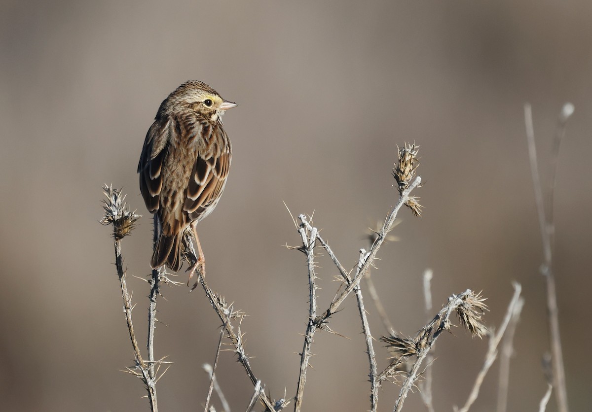 Savannah Sparrow - ML645303882
