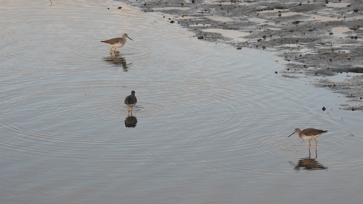 Greater Yellowlegs - ML645303883