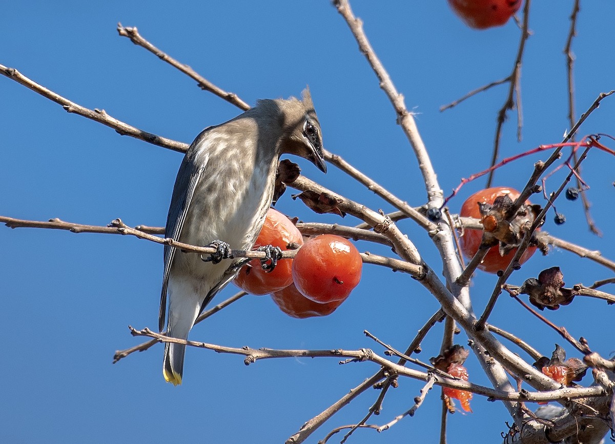 Кедровый свиристель - ML645303886