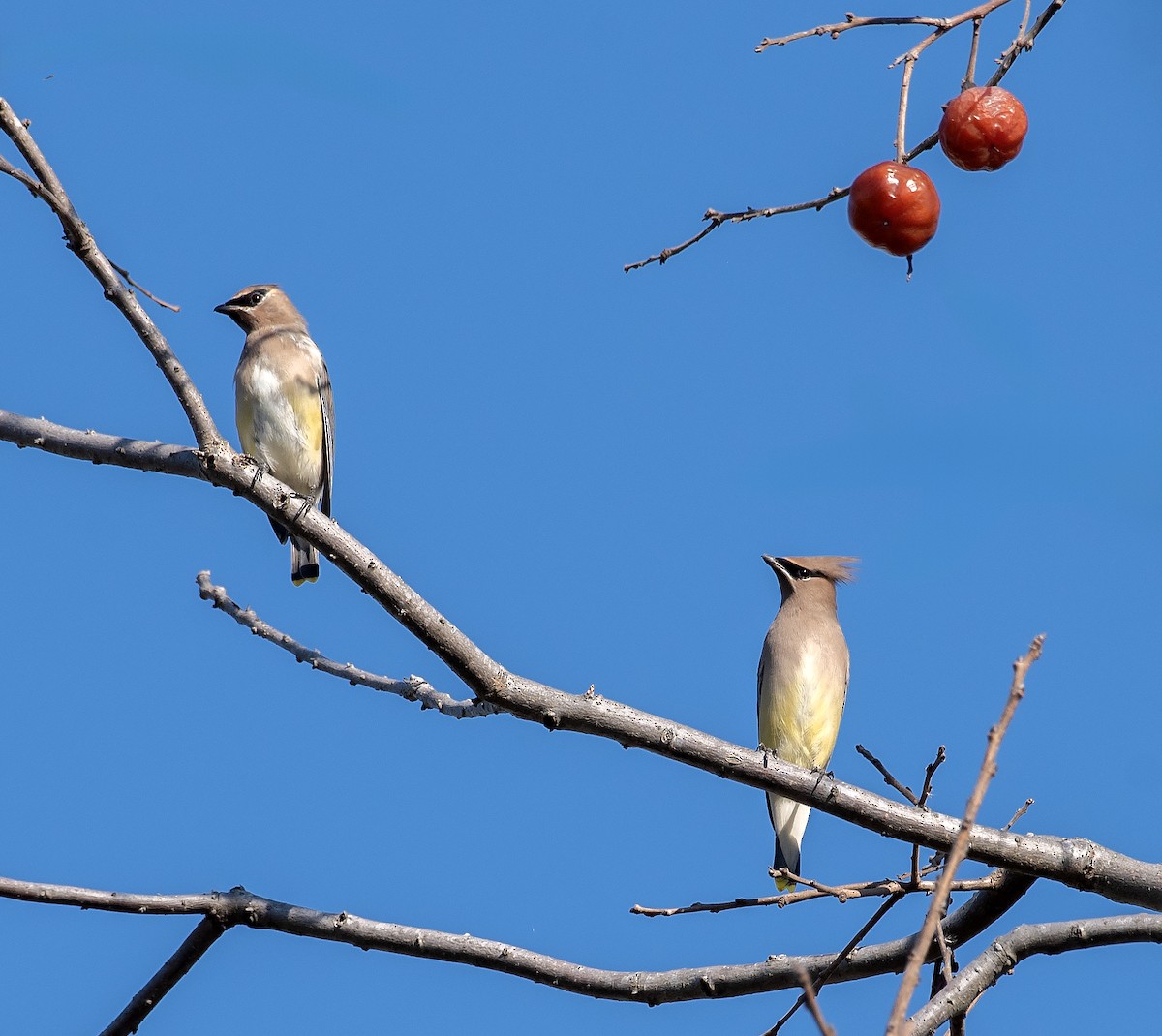 Кедровый свиристель - ML645303888