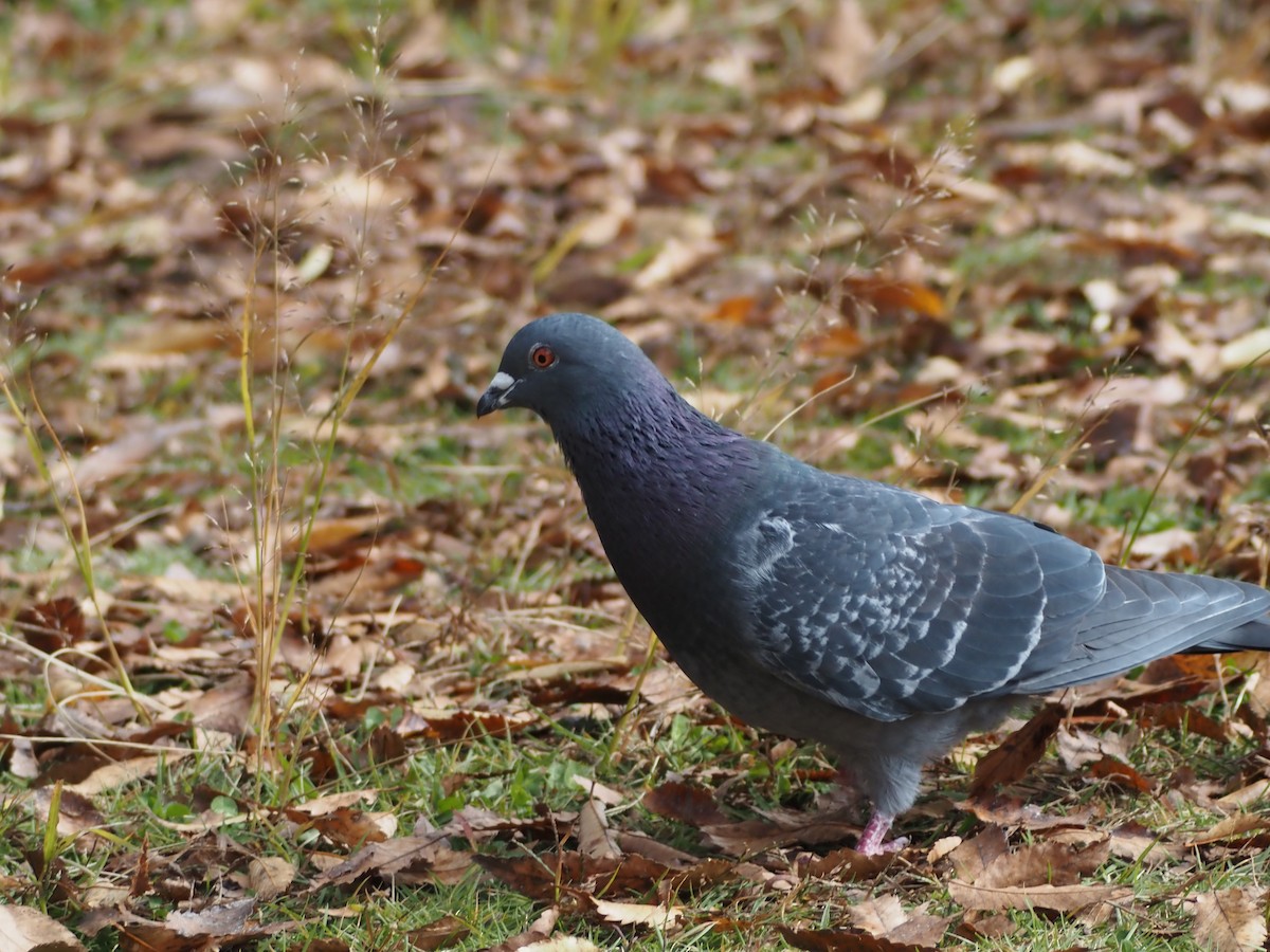 Kaya Güvercini (evcil tip) - ML645303895