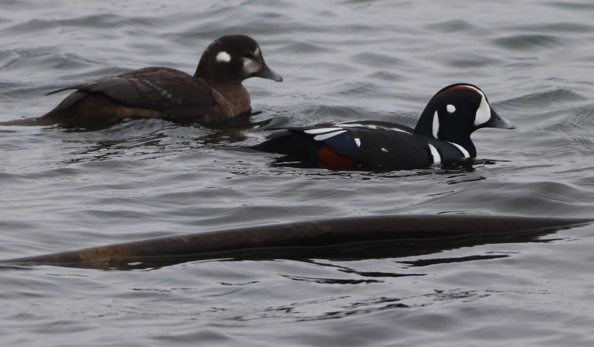 Harlequin Duck - ML645303896