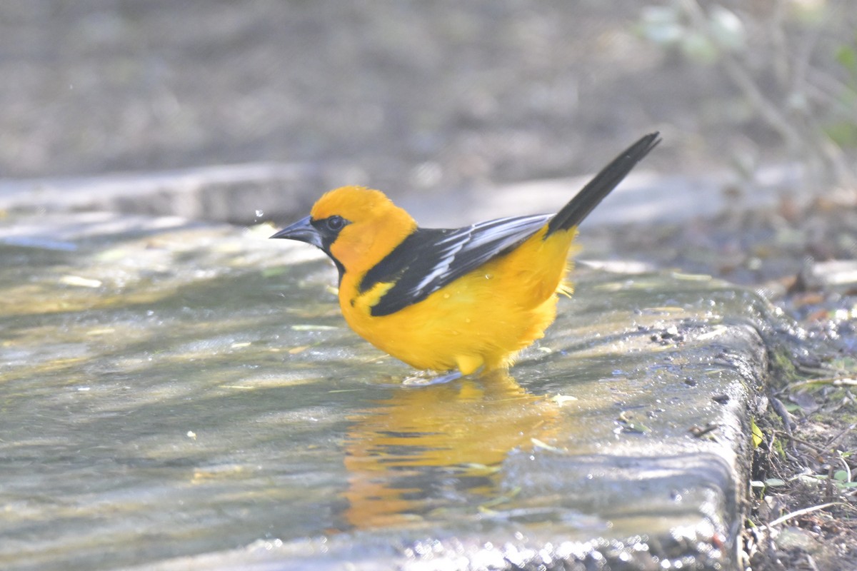 Altamira Oriole - ML645303897
