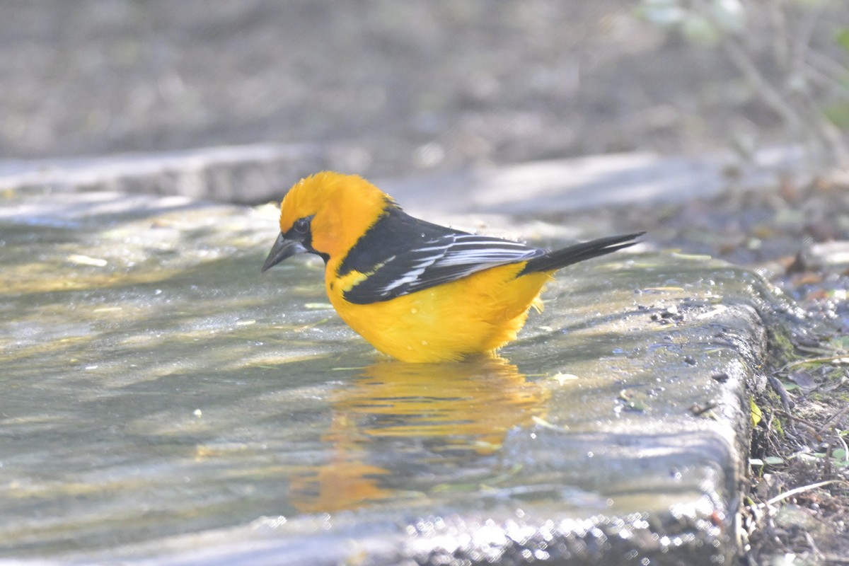Altamira Oriole - ML645303898