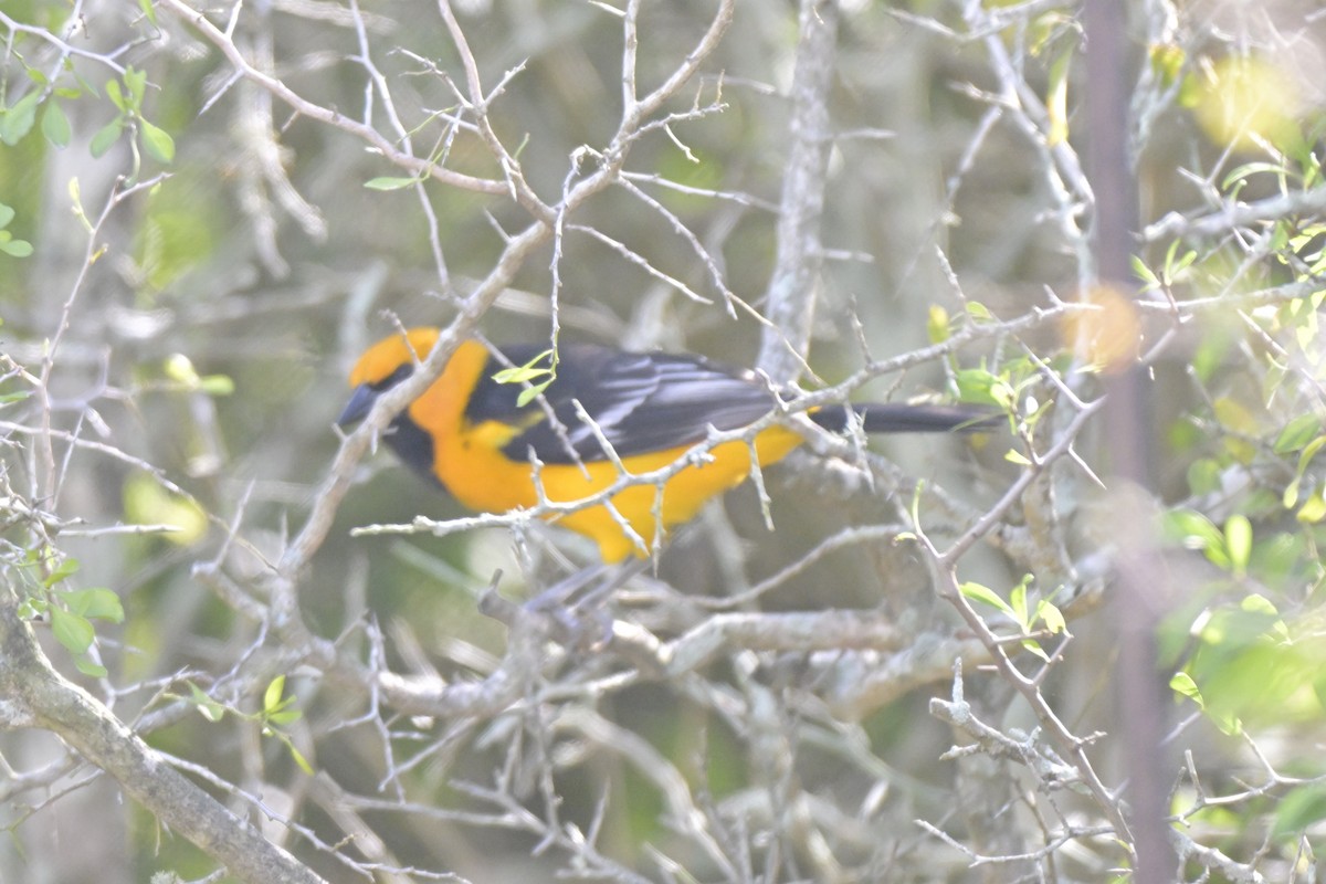 Altamira Oriole - ML645303899