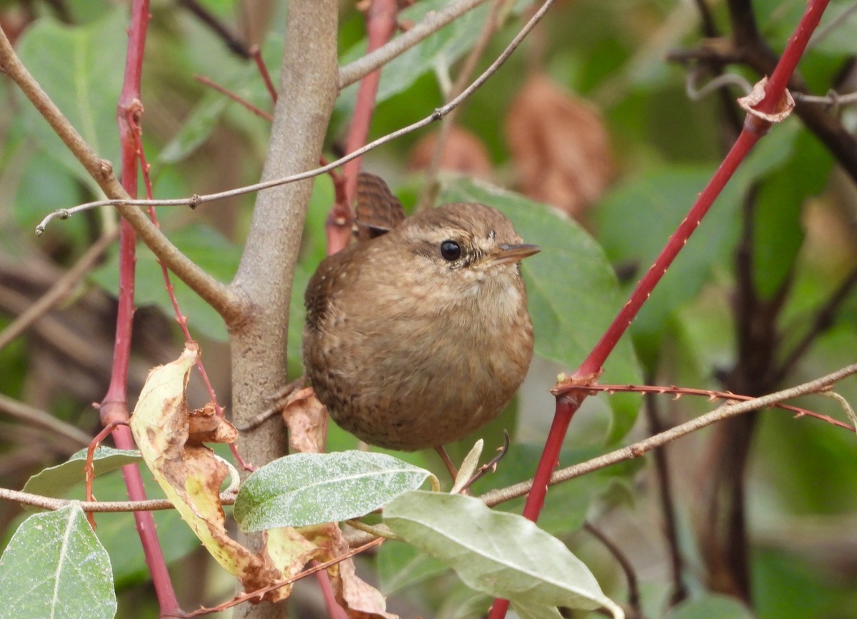 Winter Wren - ML645303909