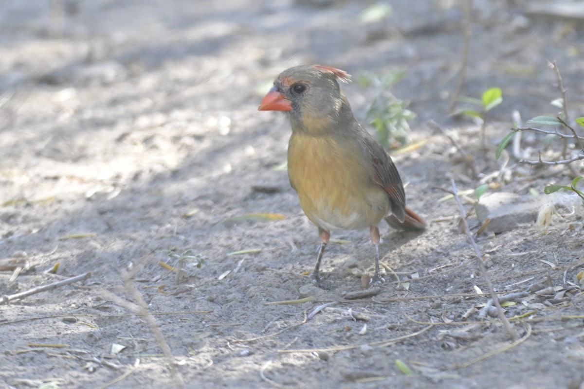 kardinál červený - ML645303915