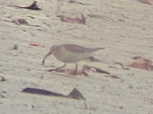 Бонапартов песочник - ML645303935