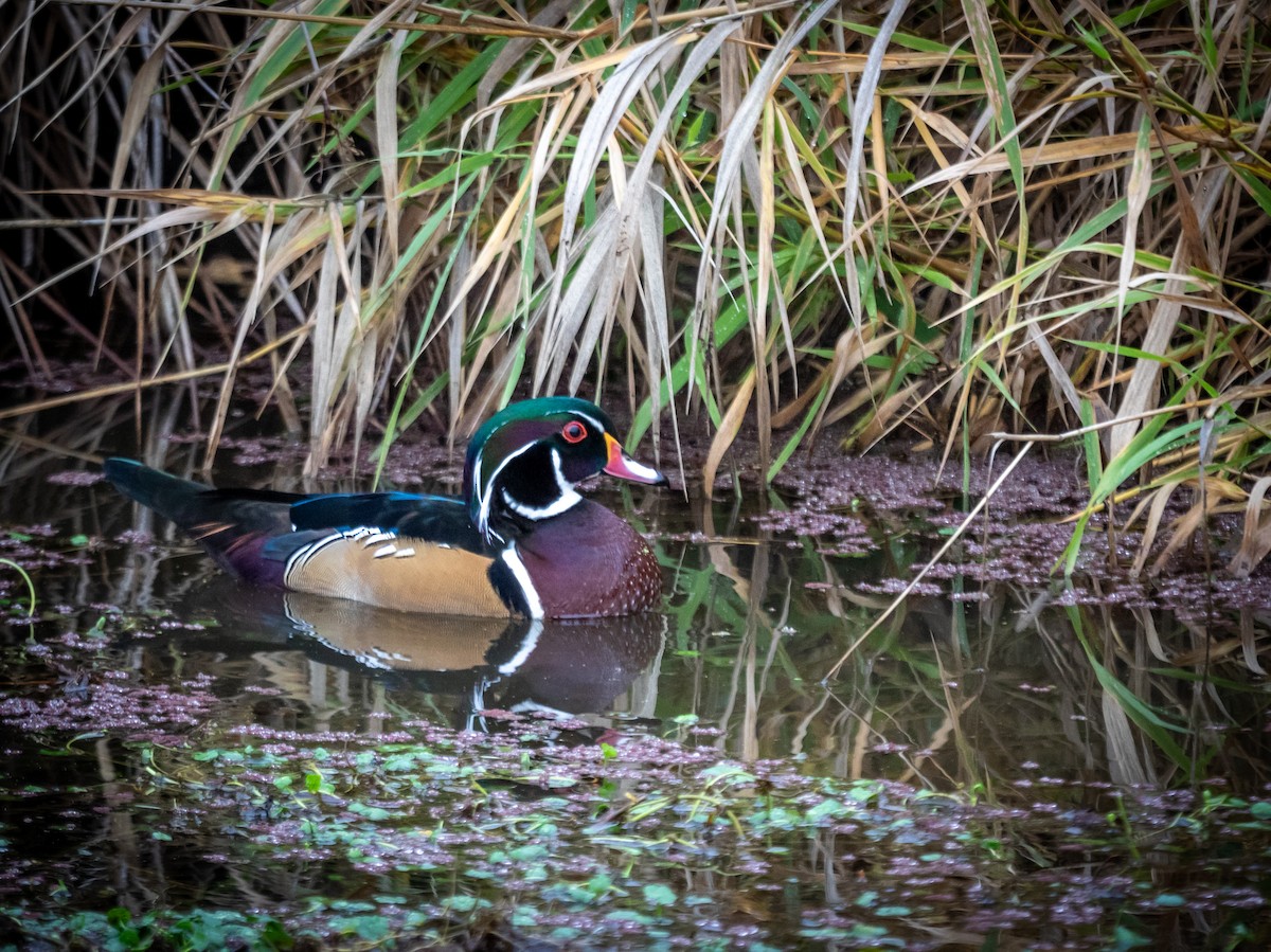 Wood Duck - ML645303944