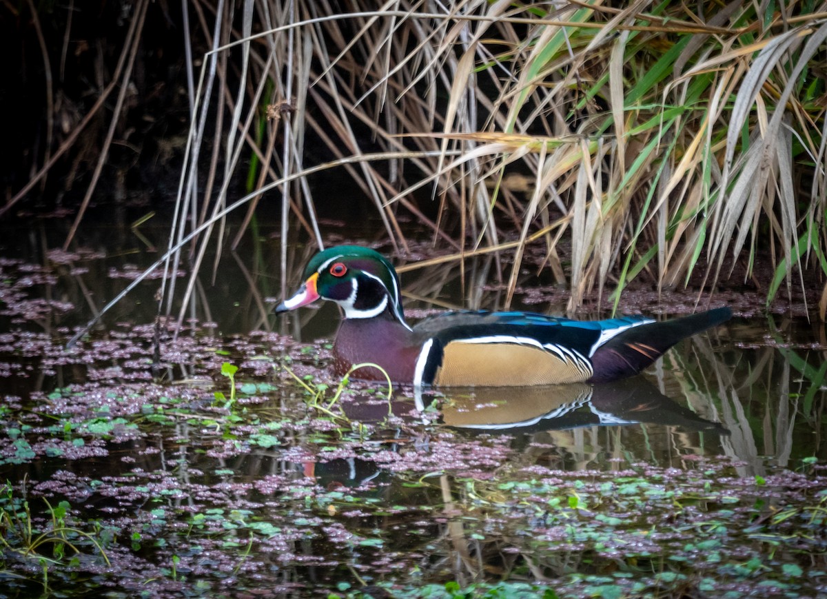 Wood Duck - ML645303945