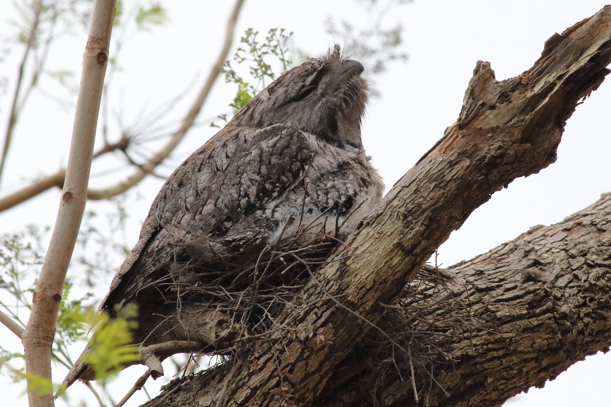 Tawny Frogmouth - ML645303952