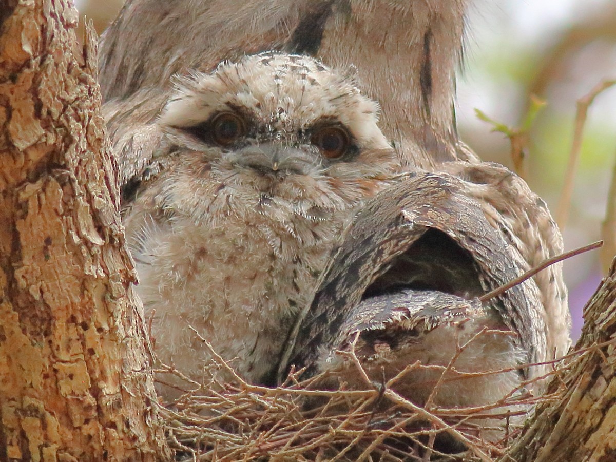 Tawny Frogmouth - ML645303959