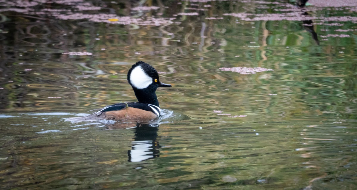 Hooded Merganser - ML645303962