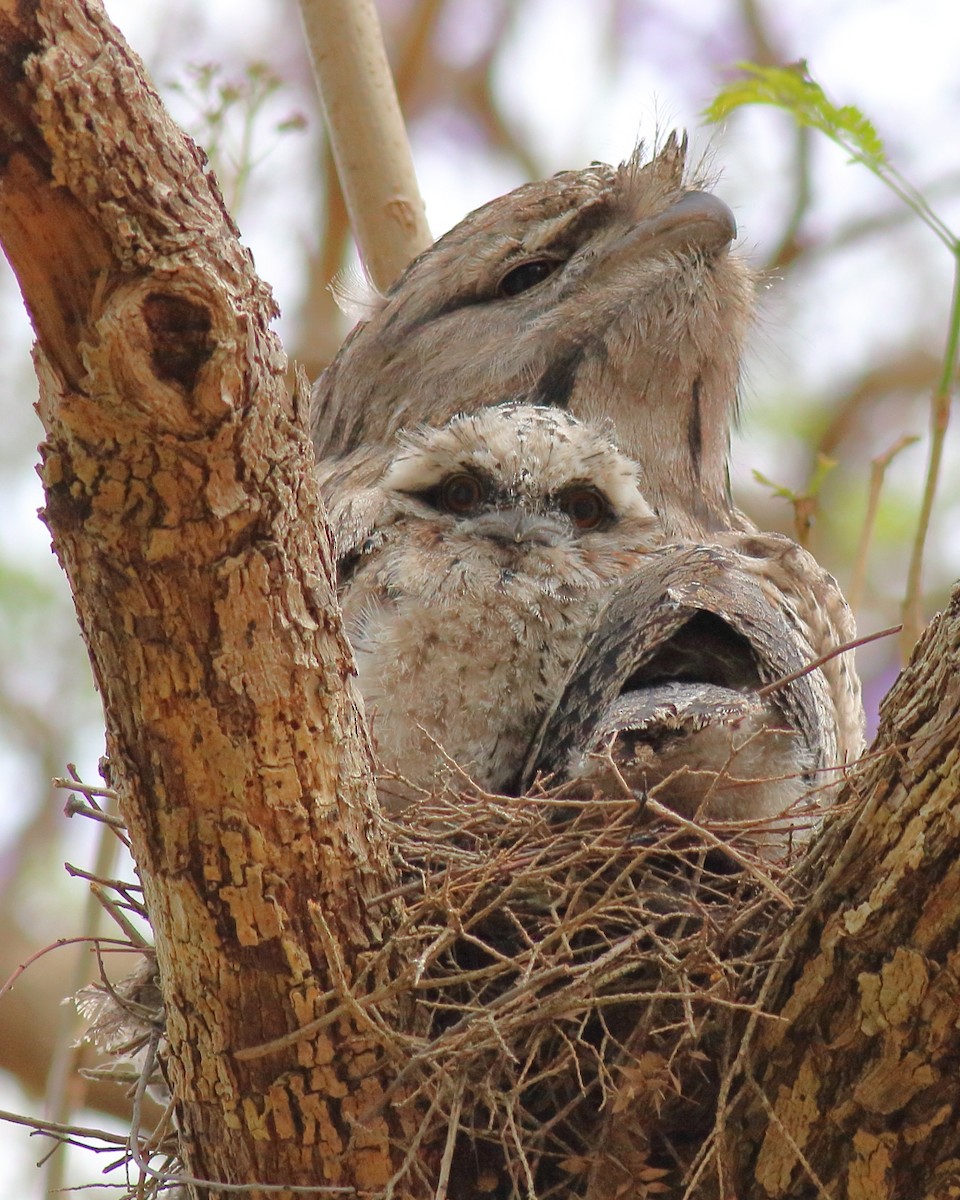 Tawny Frogmouth - ML645303964
