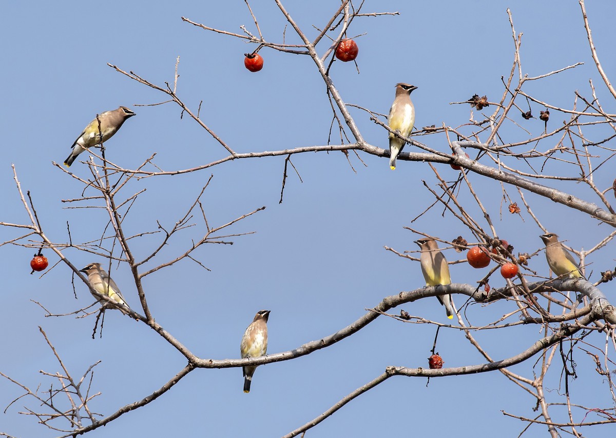 Кедровый свиристель - ML645303966