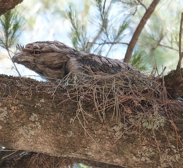 Tawny Frogmouth - ML645303983