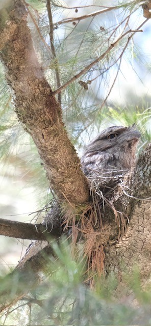 Tawny Frogmouth - ML645303984