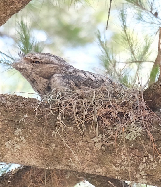 Tawny Frogmouth - ML645303985