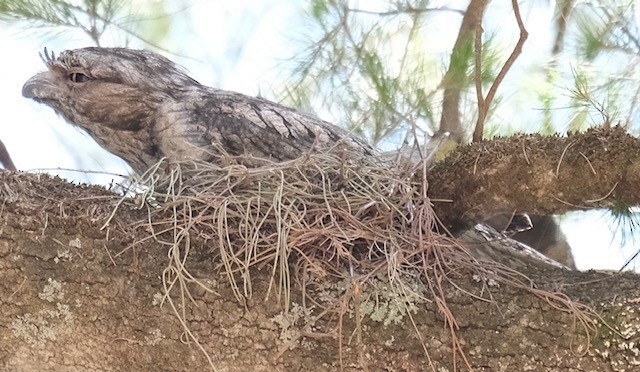 Tawny Frogmouth - ML645303986