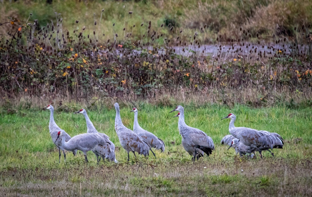 Sandhill Crane - ML645303987