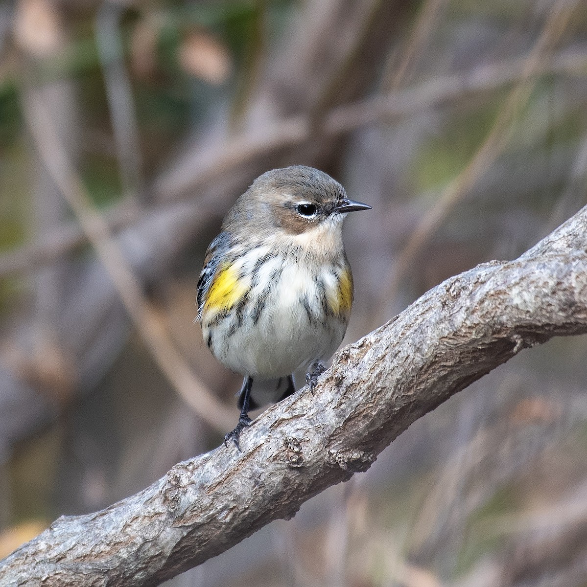 Миртовый певун - ML645303994