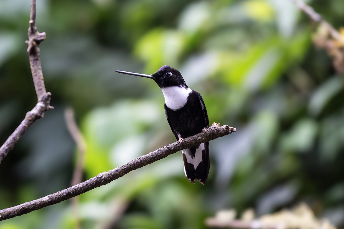 Collared Inca - ML645304003