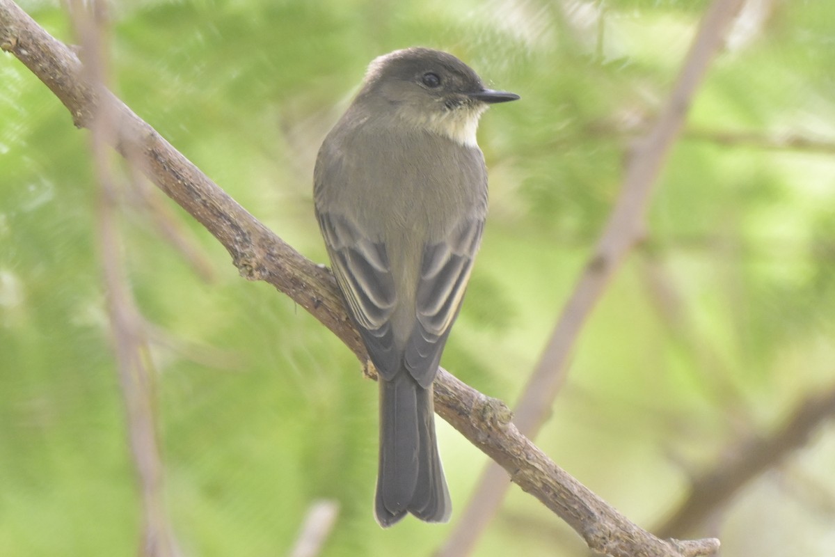 tyranovec domácí - ML645304006