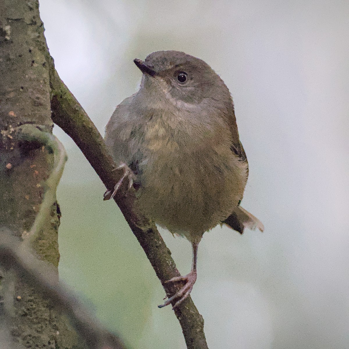 Brown Thornbill - ML645304009