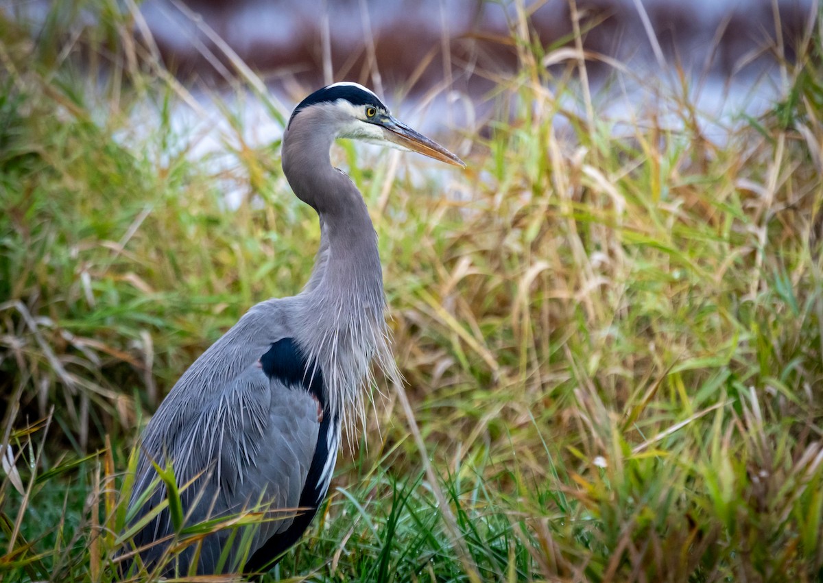 Great Blue Heron - ML645304021