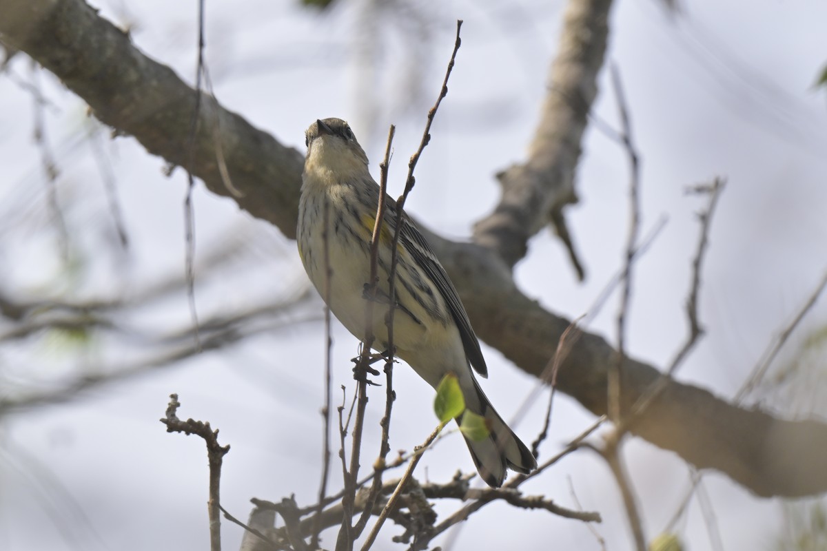 lesňáček žlutoskvrnný - ML645304031