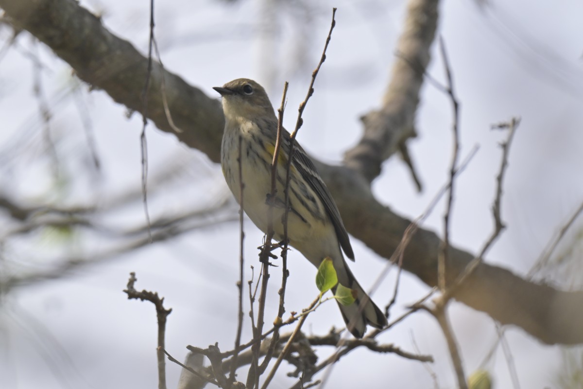 lesňáček žlutoskvrnný - ML645304032