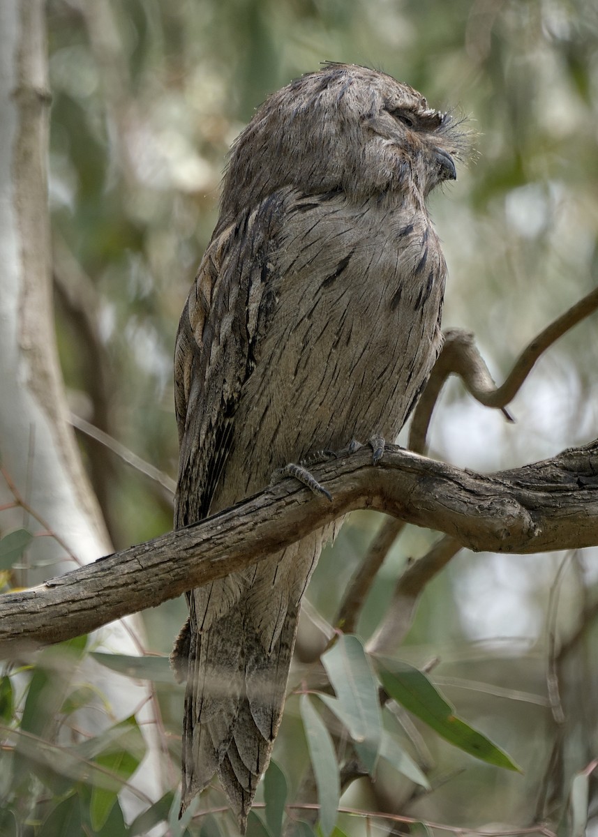 Tawny Frogmouth - ML645304034