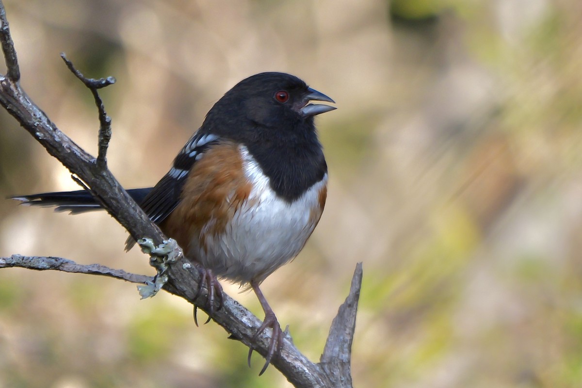 Spotted Towhee - ML645304036
