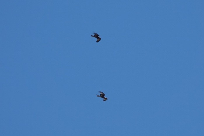 Чубатый коршун - ML645304037