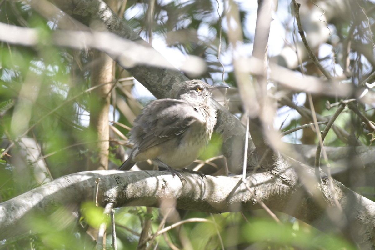 drozdec skvrnitoprsý - ML645304040