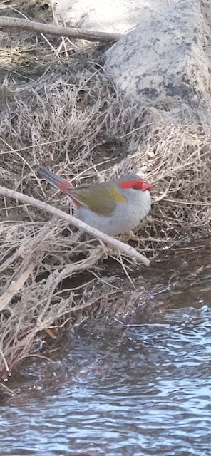 Краснобровая амадина - ML645304042