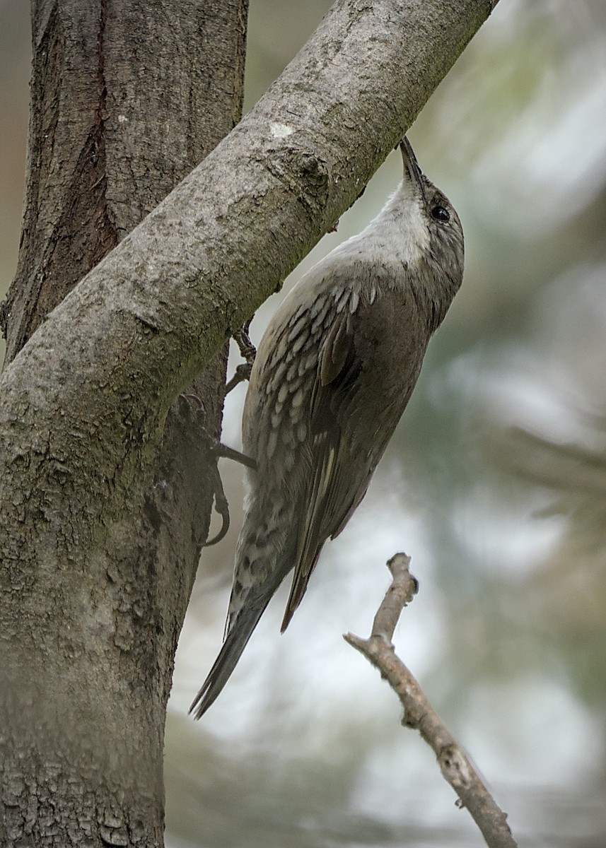 lezčík bělohrdlý - ML645304043