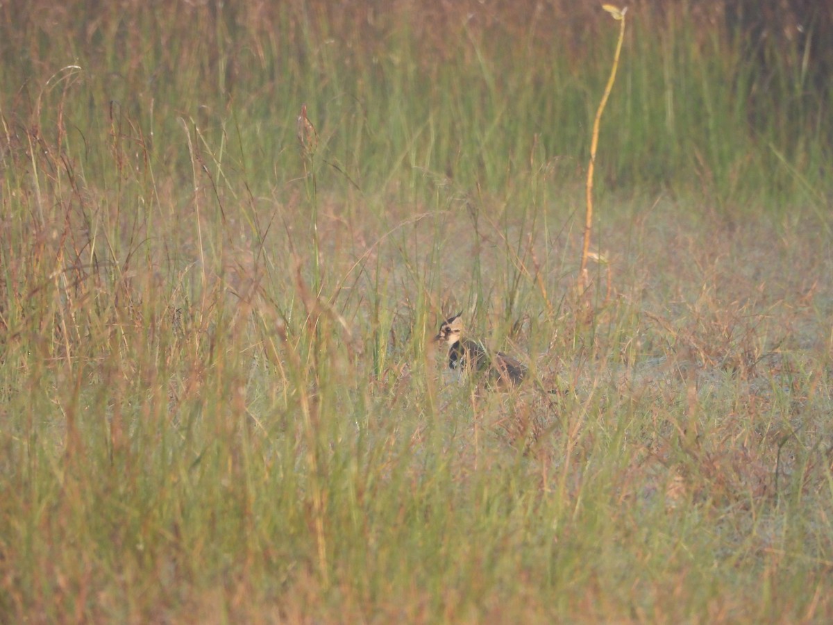 Northern Lapwing - ML645304047