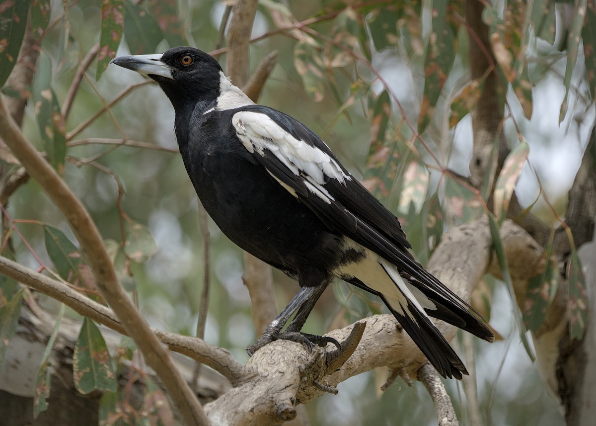 flétňák australský - ML645304051