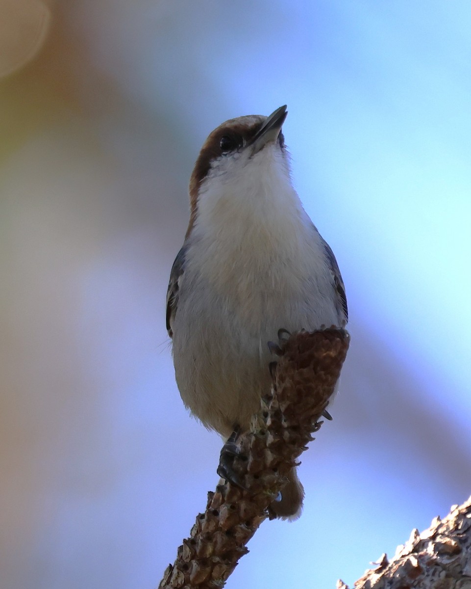 Sittelle à tête brune - ML645304052