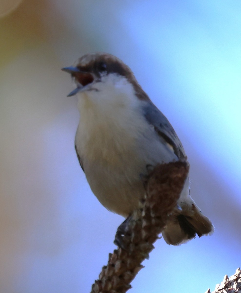 Sittelle à tête brune - ML645304053