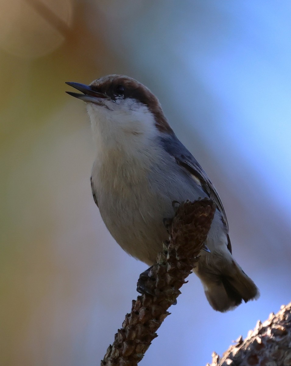 Sittelle à tête brune - ML645304054