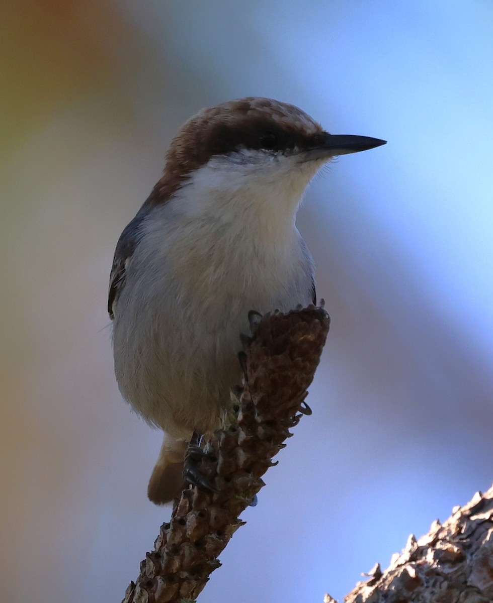 Sittelle à tête brune - ML645304055