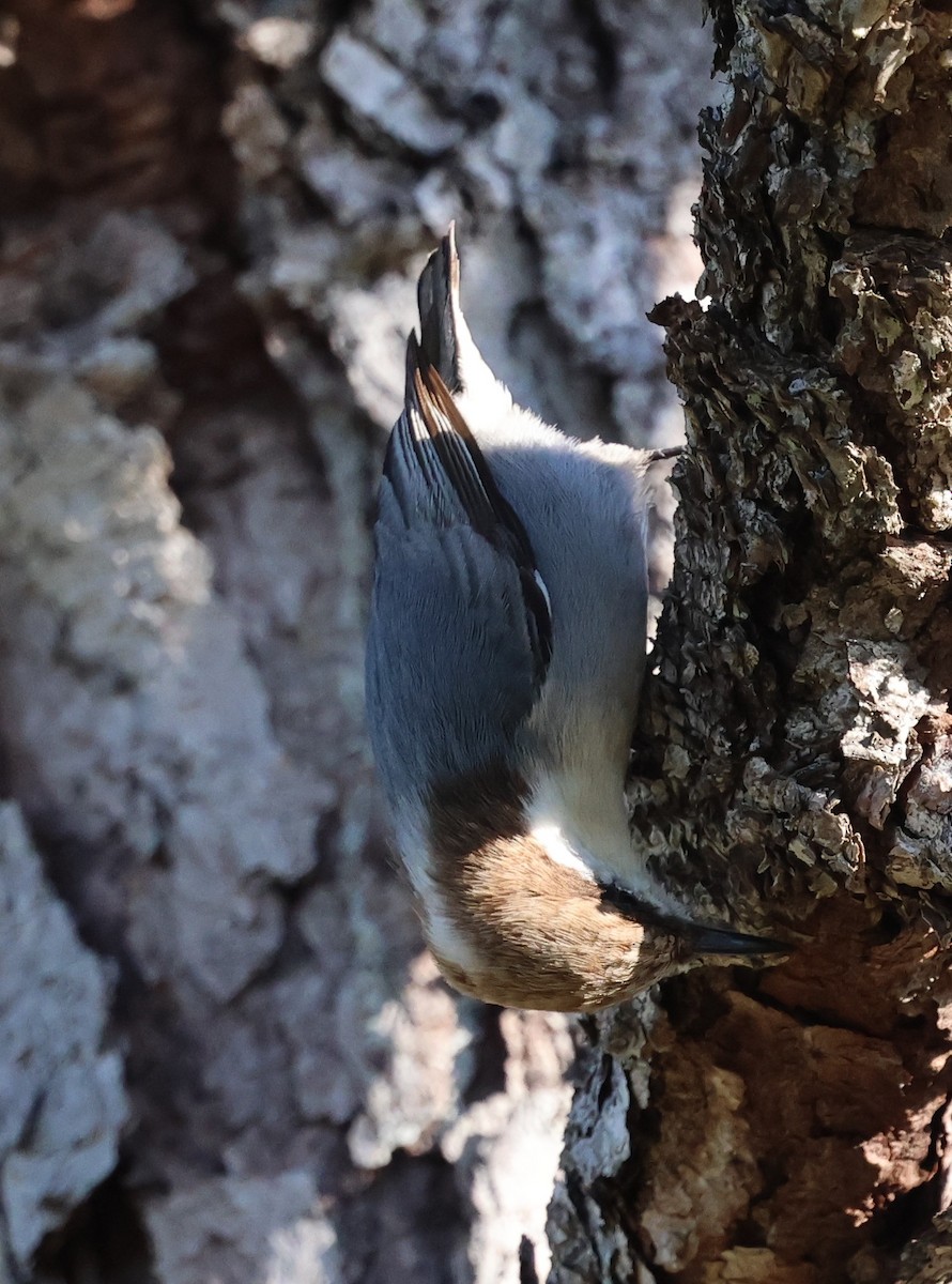 Sittelle à tête brune - ML645304056