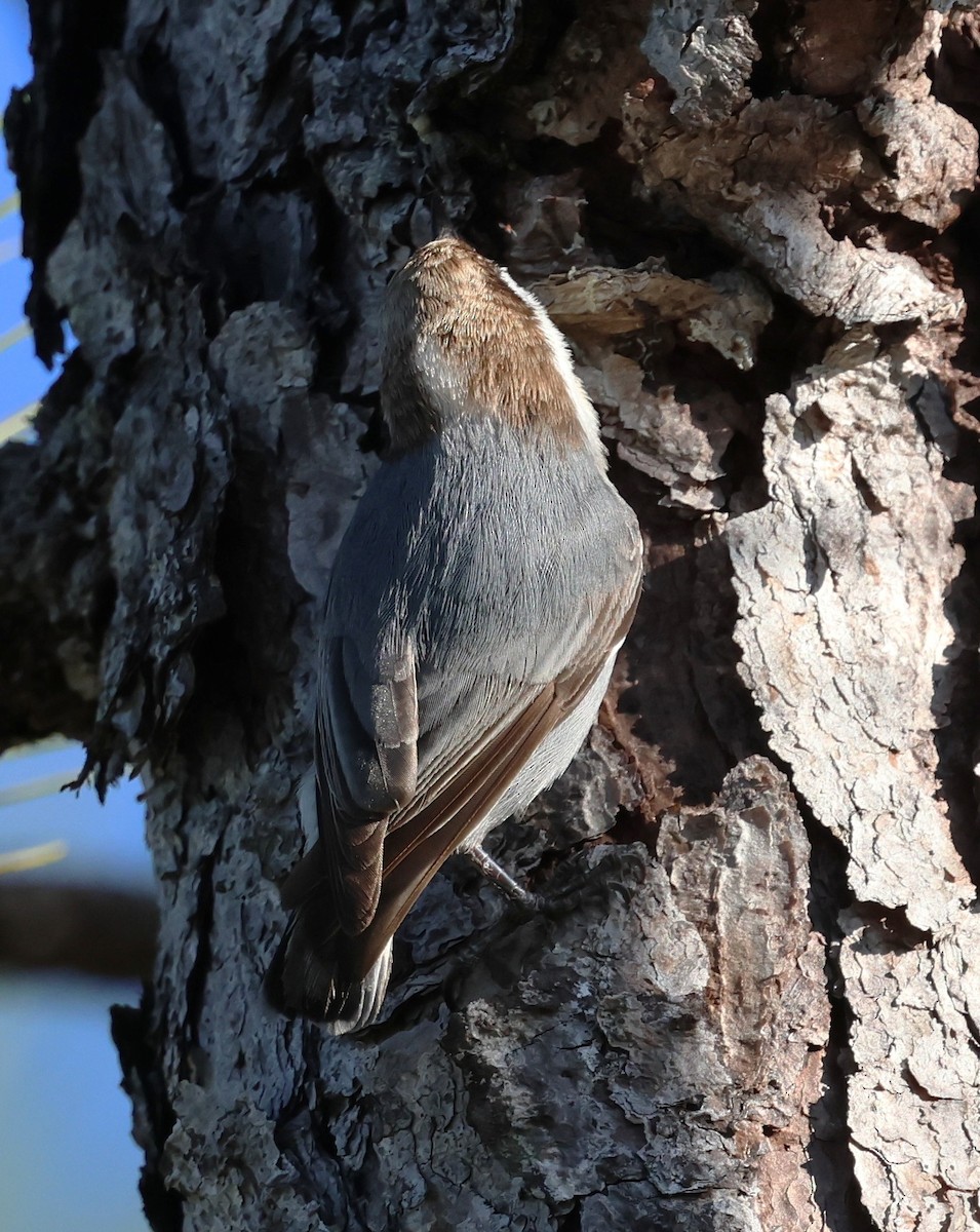 Sittelle à tête brune - ML645304057