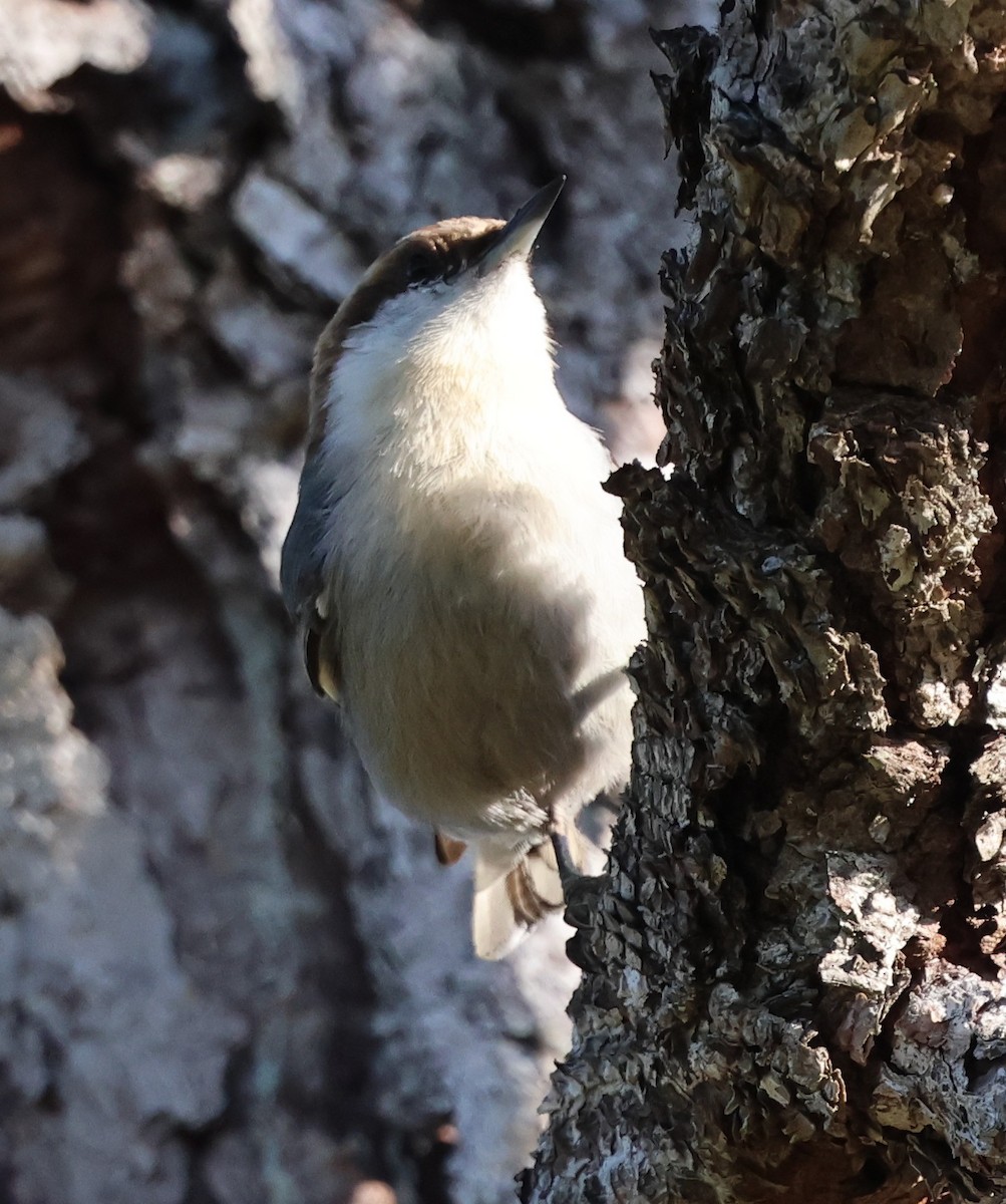 Sittelle à tête brune - ML645304058