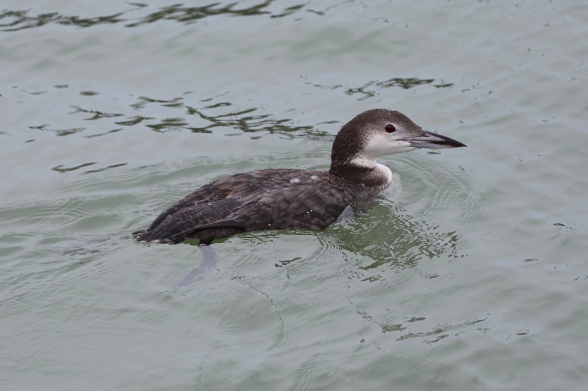 Common Loon - ML645304059