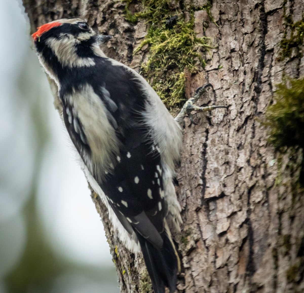 Downy Woodpecker - ML645304060